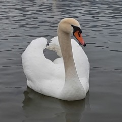 Владимир Евлаш