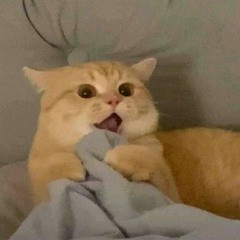 ditcaithangcham