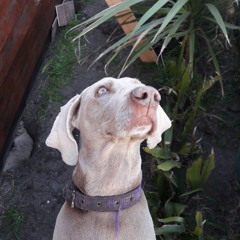 Iván Nicolas 3