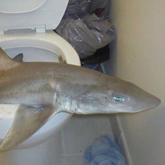 GenericSoundwaveEnjoyer555