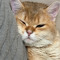 Nil.mbb