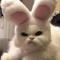MrKrabbbbss