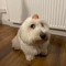 Eggdog