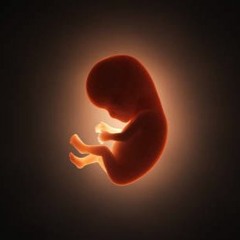 lil fetus HD