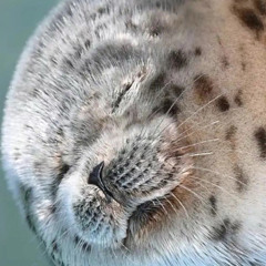 seally girl ♡🦭⊹₊•