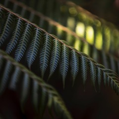 Johan Claude-Breuninger