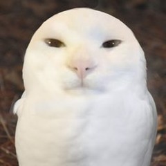 imorimori