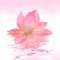 Lotus..