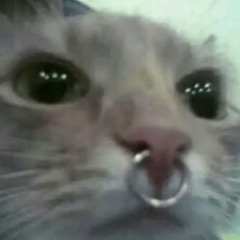 gatodance