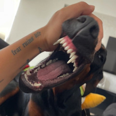 scallywag