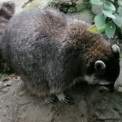 Fat Raccoon