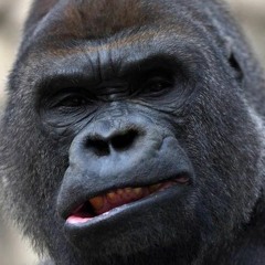 GorillaNoizez
