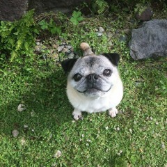 затопленый