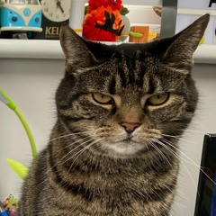 Catt