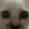CuriousCatfish20