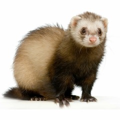 stockferret