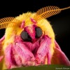 Bug avatar