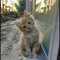 vyn<33