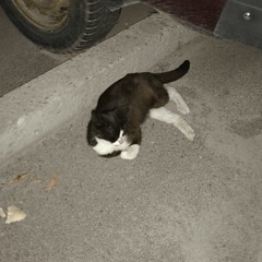 Tefteli