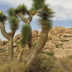 Joshua Tree