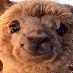 🅾🆇🆈 🅻🅰🅳