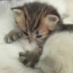 margiela kitty