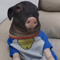 MyPitoMeows