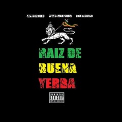 Raíz de Buena Yerba