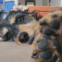 Alejo Carnero Echegaray