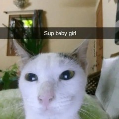 sttary_kat