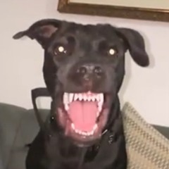 Blacky 25