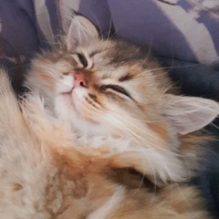 miomio