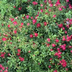 Rosa
