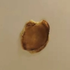 pancakeceiling