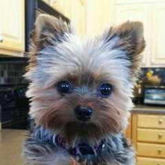 Слаткая Вата