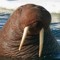 The Walrus