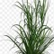 Grass
