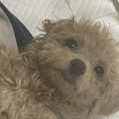 cozyboy
