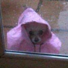 Burt Dogg