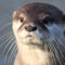 otter disdain
