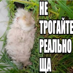 шалфей