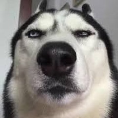 Huskis