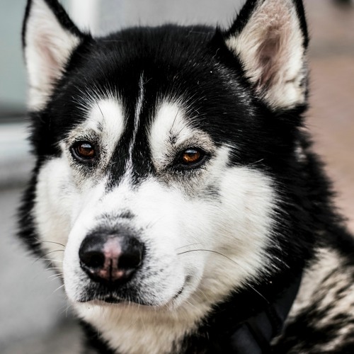 Father Son S First Hero Daughter S First Love For Father Shirt