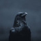 The Crow