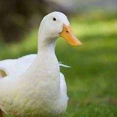 Just A Duck