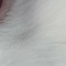 Akls