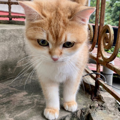 Nguyễn Trúc Quỳnh