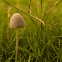 lil mushroom 🍄