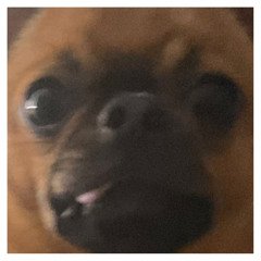 DoggoTheMusicArtist