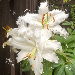 ⁽    Albert    ⁾      ﹒     𐫱     ﹒